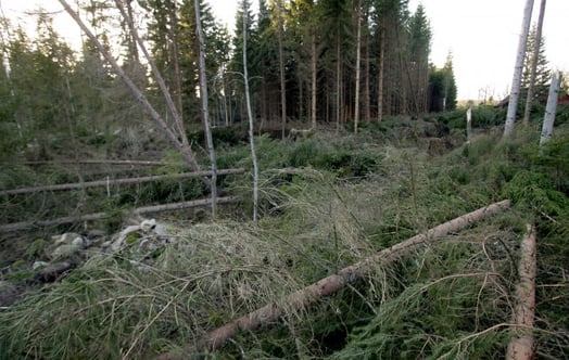 Forest after the Gudrun storm